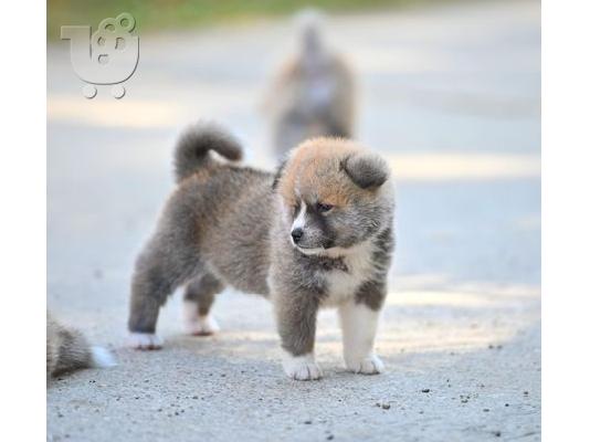 Κουτάβια Akita Inu